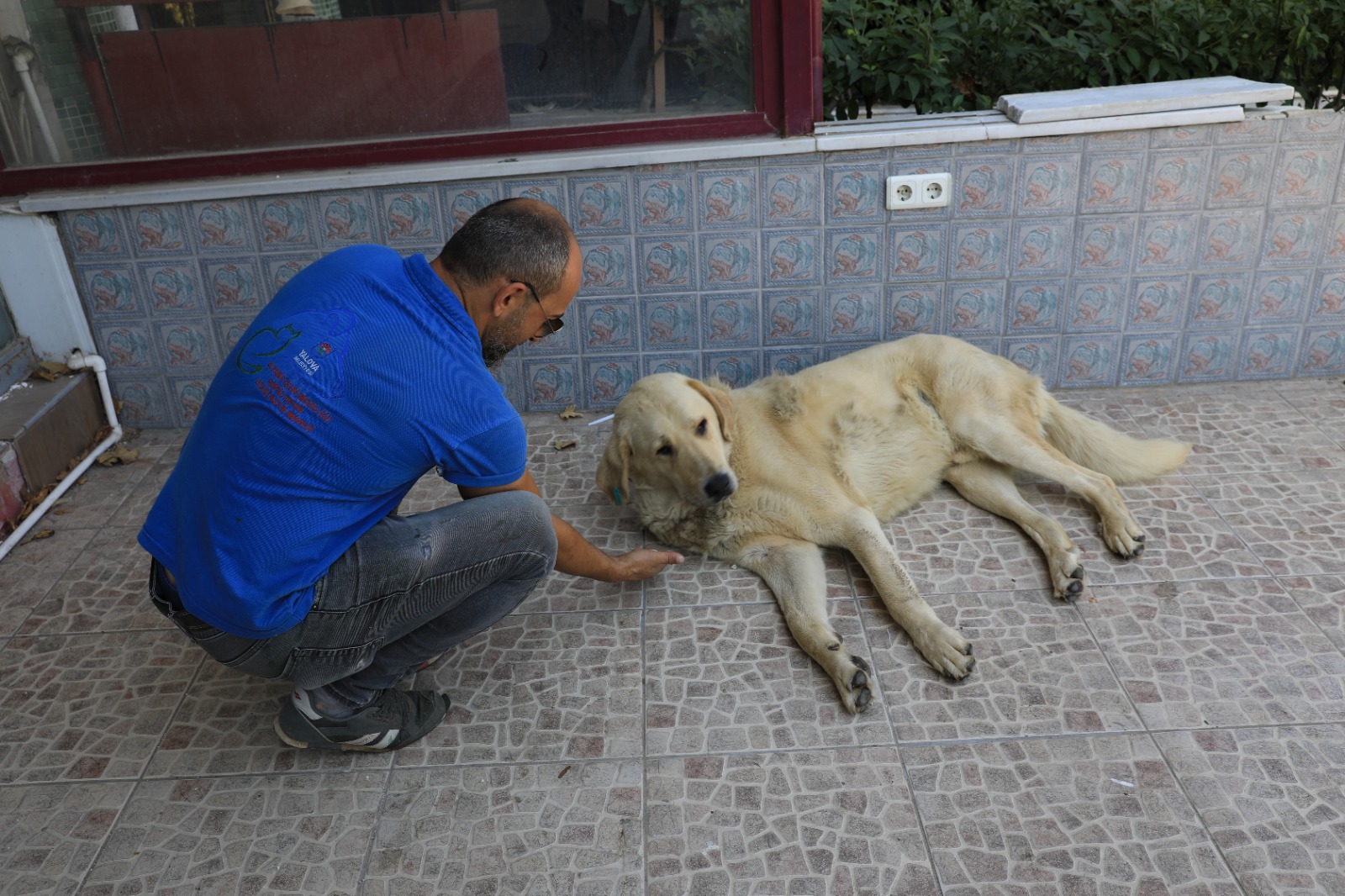 HALK SAĞLIĞI İÇİN ÖNEMLİ OLAN PARAZİTLER İLAÇ UYGULAMALARI KÖPEKLERE YAPILDI