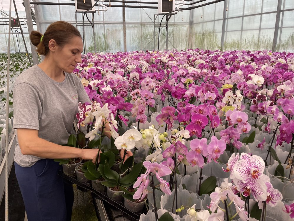 RUSYA’NIN ORKİDE İHTİYACI YALOVA’DAN KARŞILANACAK