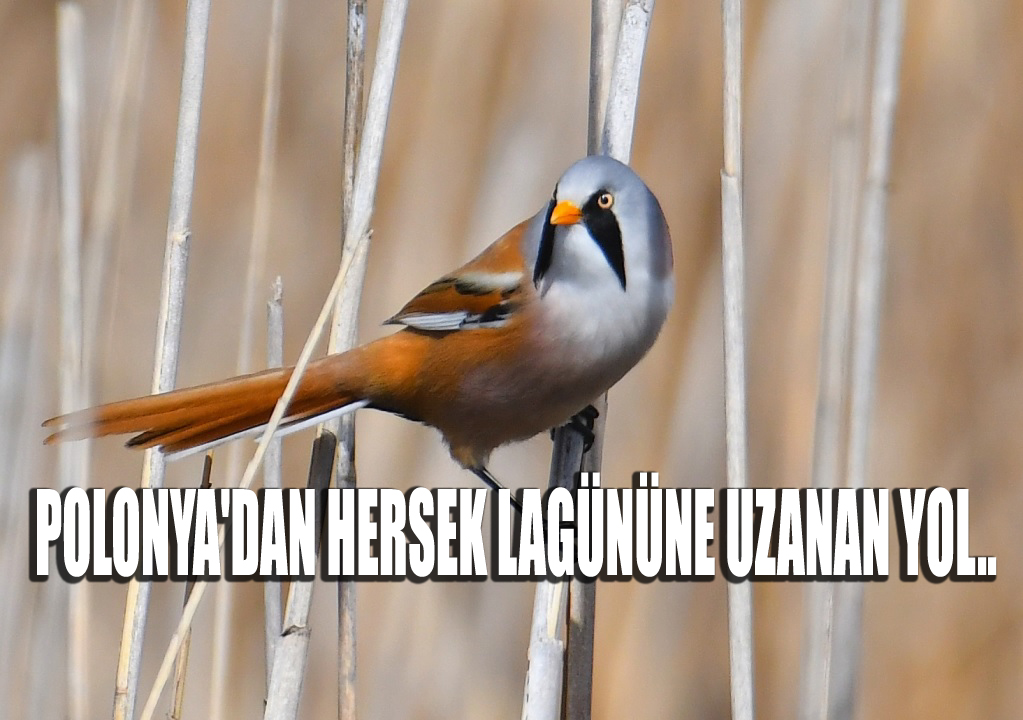 KUŞ GÖZLEMCİLERİ HERSEK LAGÜNÜ’NDE