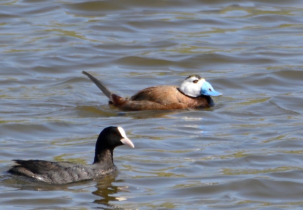 KORUMA ALTINDAKİ KUŞLAR HERSEK LAGÜNÜN’NDE
