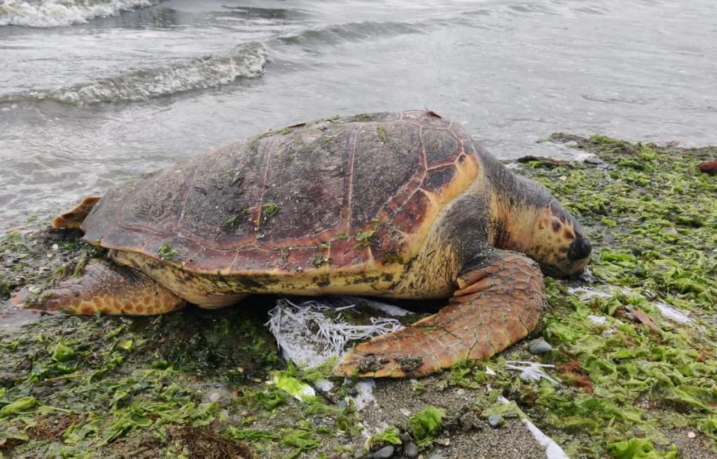 ALTINOVA PLAJINA ‘CARETTA CARETTA’ VURDU