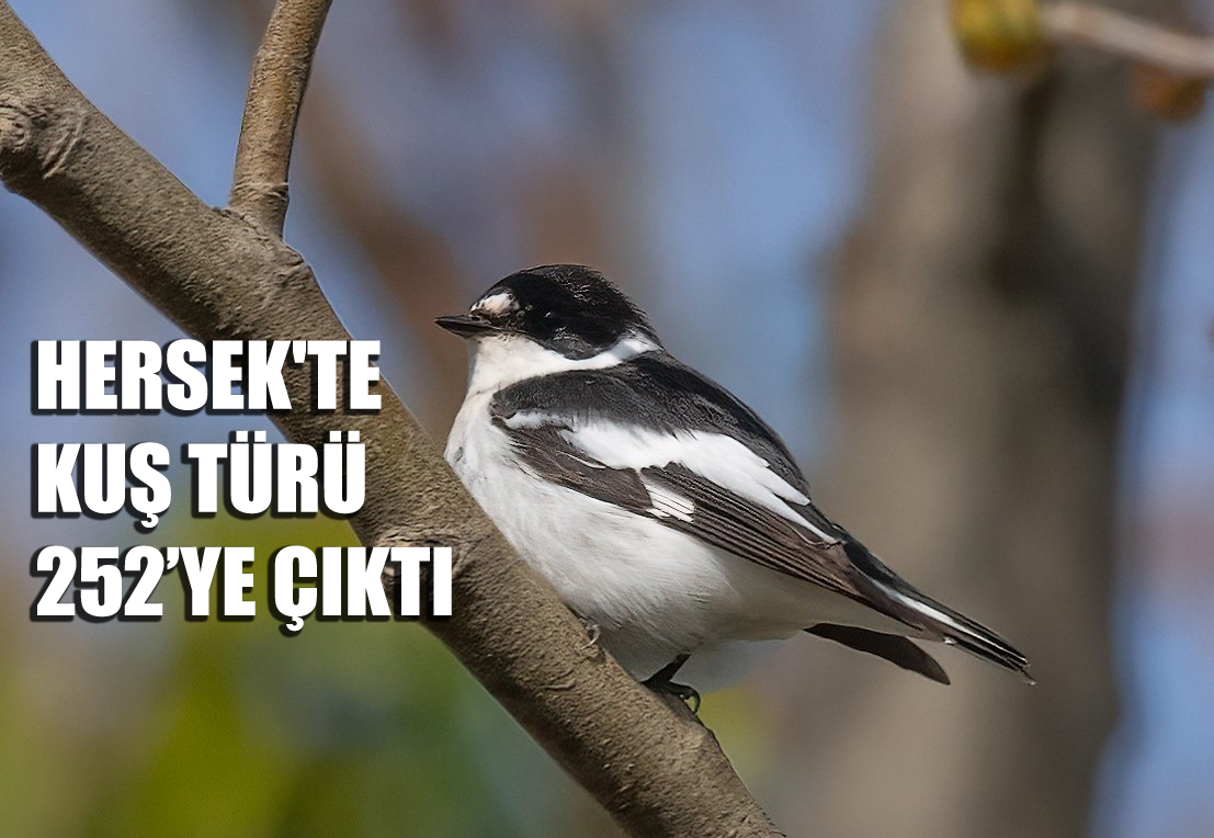 ÜLKEDEKİ KUŞ TÜRLERİNİN YARISINDAN FAZLASI HERSEK LAGÜNÜ’NDE