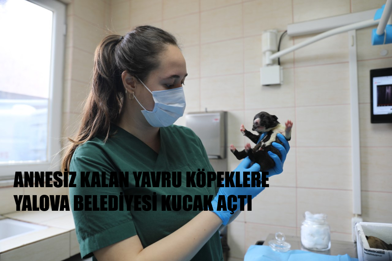 7 YAVRU KÖPEĞE KUCAK AÇILDI