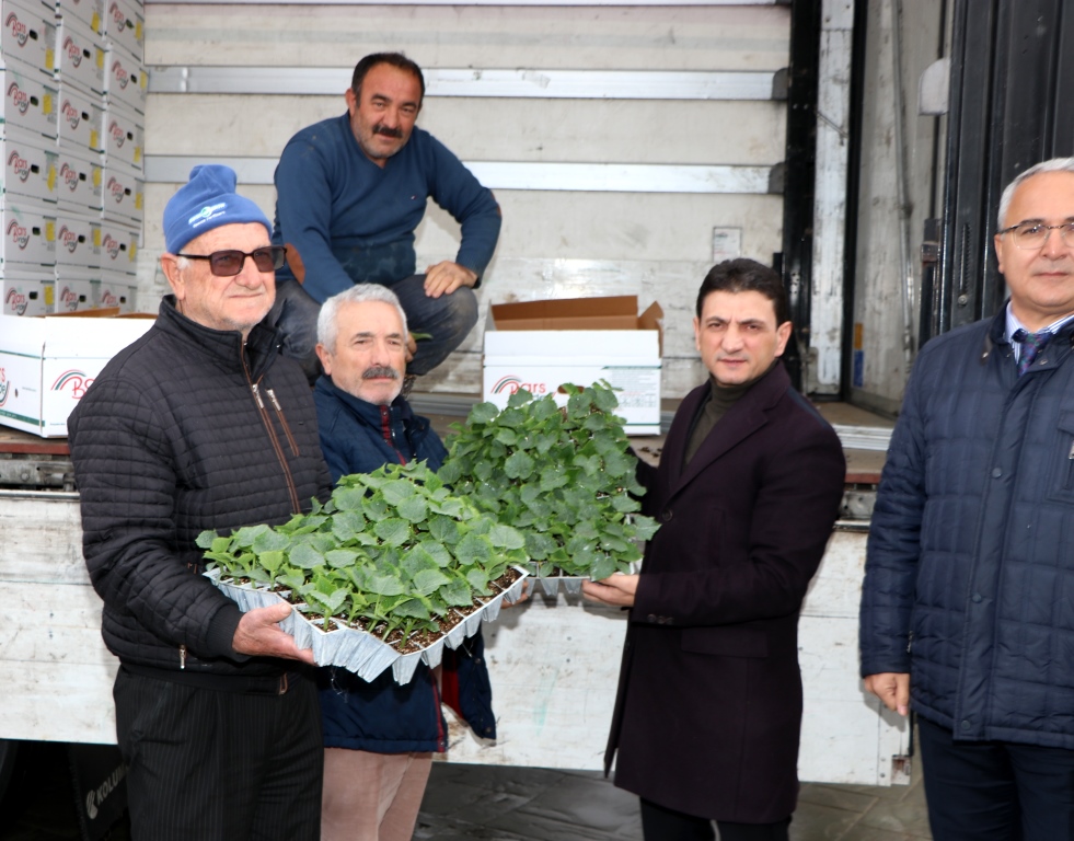 YALOVALI ÜRETİCİLERE FİDE DAĞITIMI