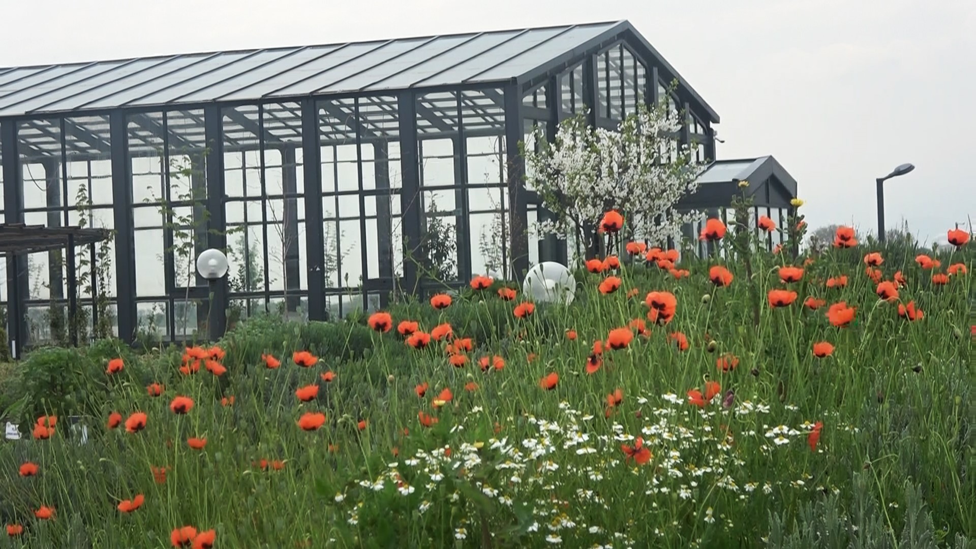 TOHUM VE FİDELERİ KENDİSİ ÜRETİYOR