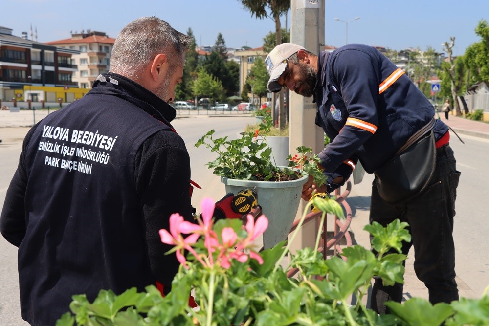 YALOVA BELEDİYESİ, KENDİ ÇİÇEĞİNİ ÜRETİYOR