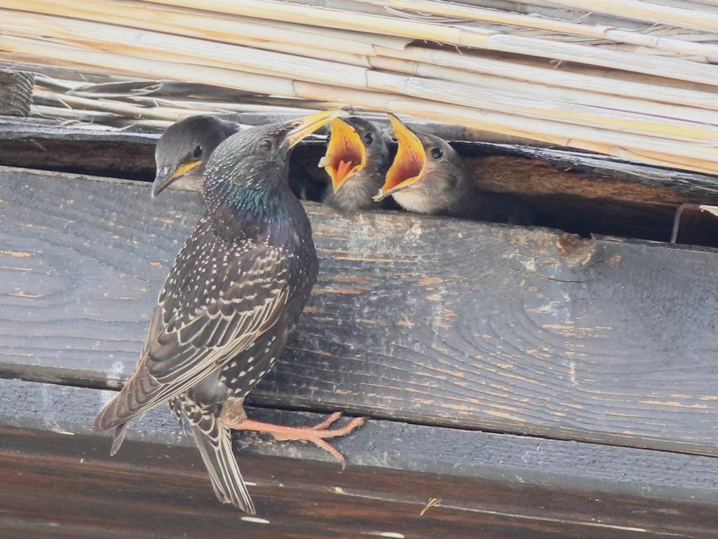 HERSEK LAGÜNÜNDEN ‘ÖZEL GÖRÜNTÜLER’