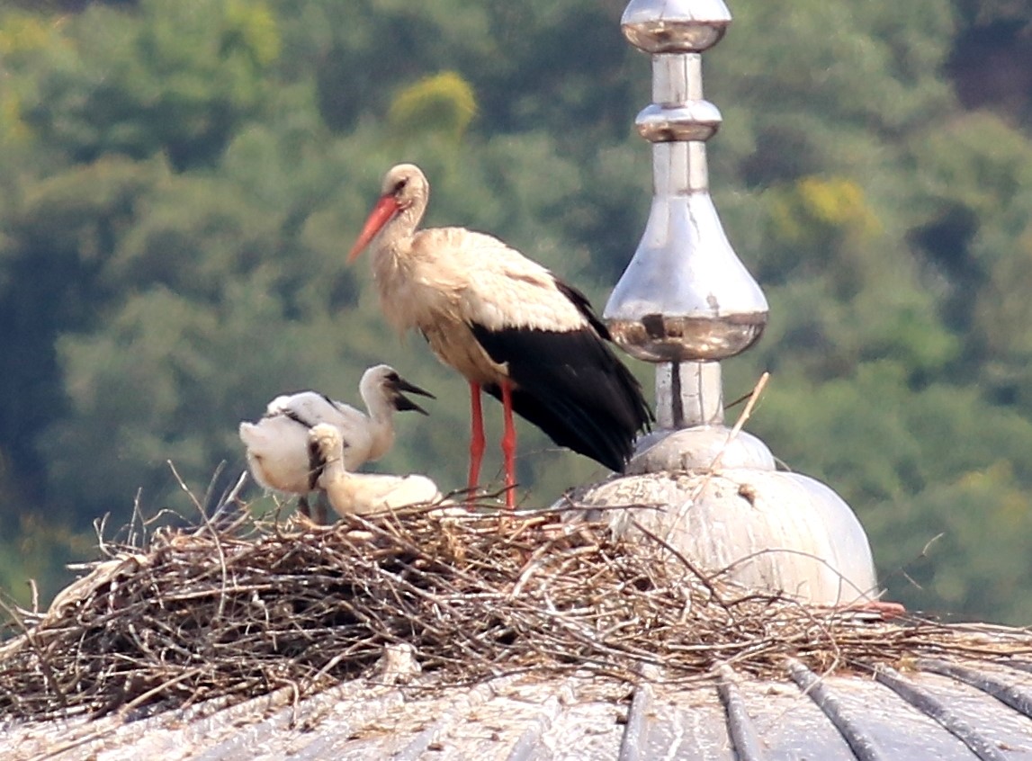 YAVRU LEYLEKLERE UÇMA EĞİTİMİ