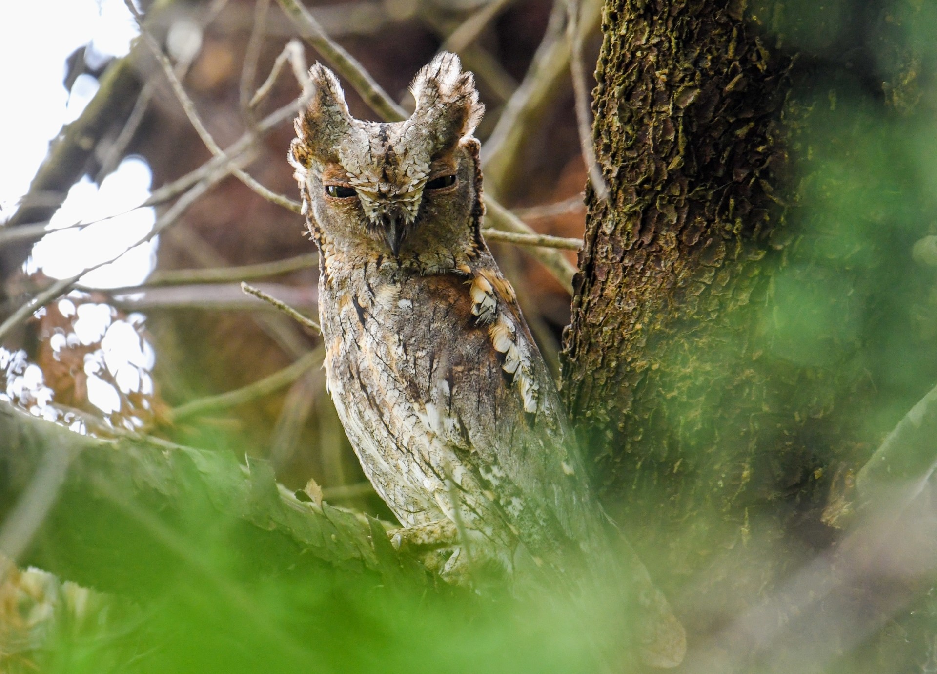 TÜRKİYE’NİN EN KÜÇÜK BAYKUŞ’U ALTINOVA’DA