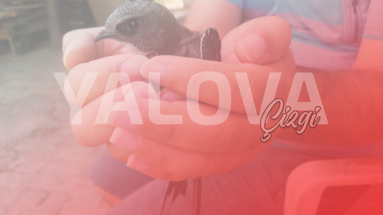 YALOVA’DA EVİNİN BAHÇESİNDE YARALI EBABİL KUŞU BULDU