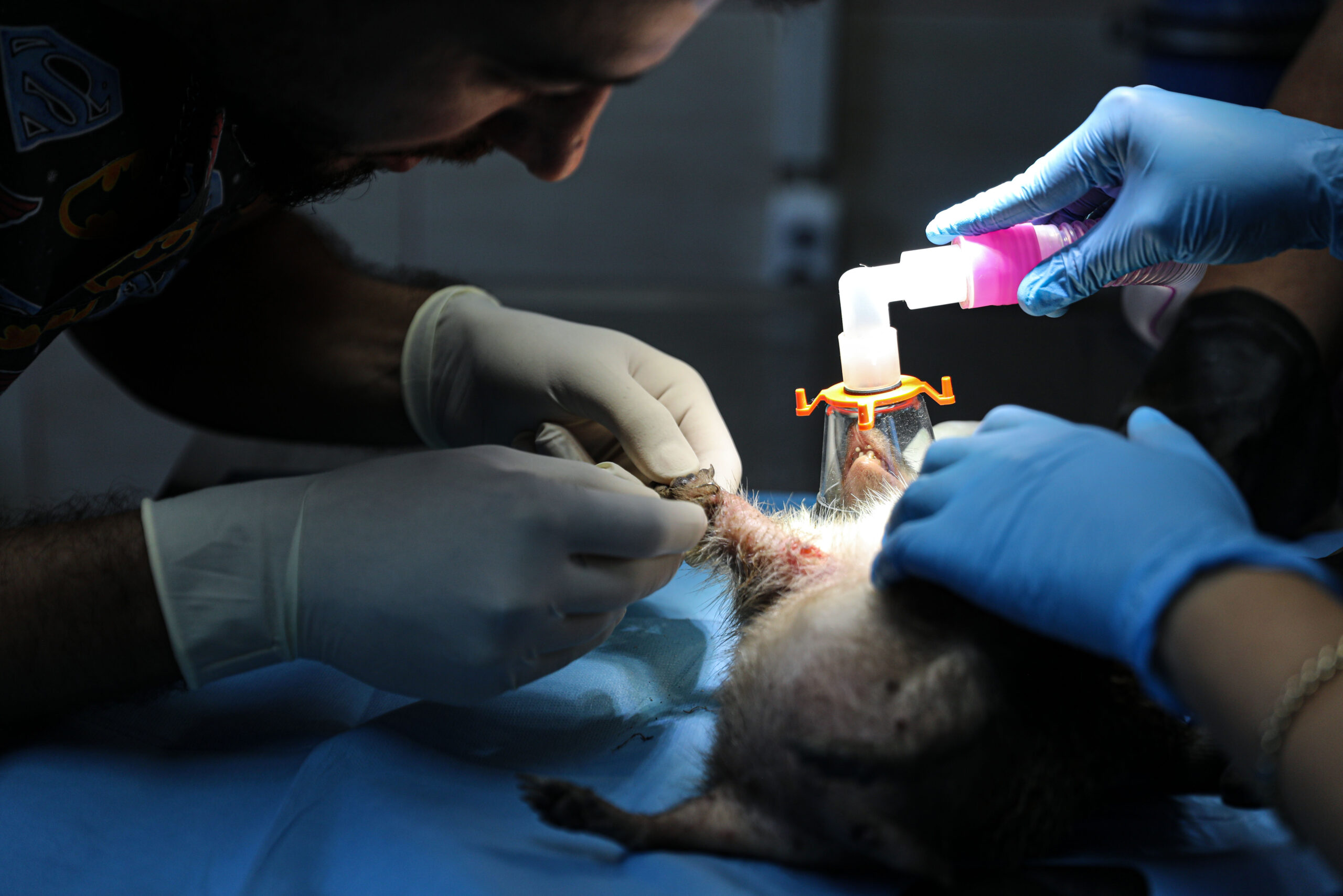 BALIKÇI KANCASINA TAKILAN KİRPİ, YALOVA BELEDİYESİ’NDE TEDAVİ ALTINDA