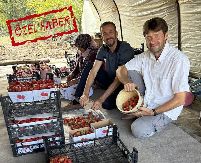 SERMAYECİK’TE ÇİLEK HASATI DEVAM EDİYOR