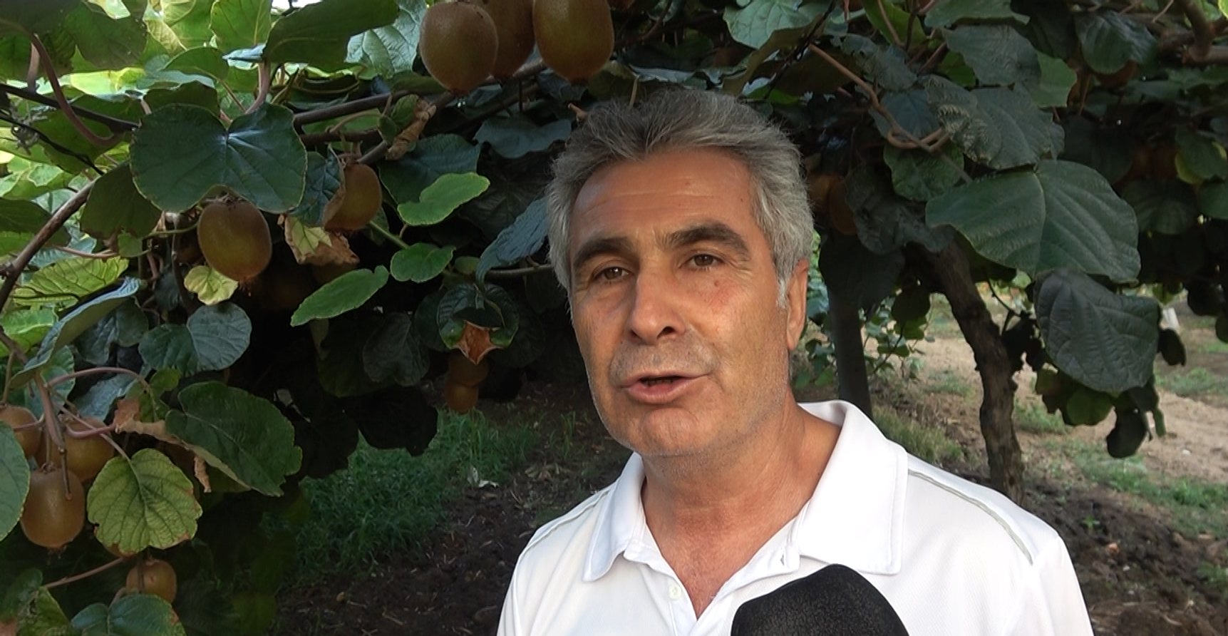 ALTINOVA KİVİSİ BU YIL ÜRETİCİSİNİN YÜZÜNÜ GÜLDÜRECEK