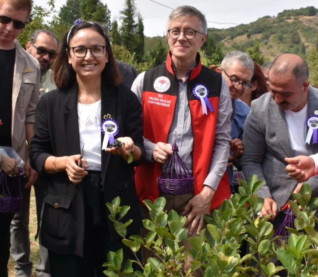 ‘YALOVA ARONYASI’ İÇİN HASAT ŞENLİĞİ DÜZENLENDİ