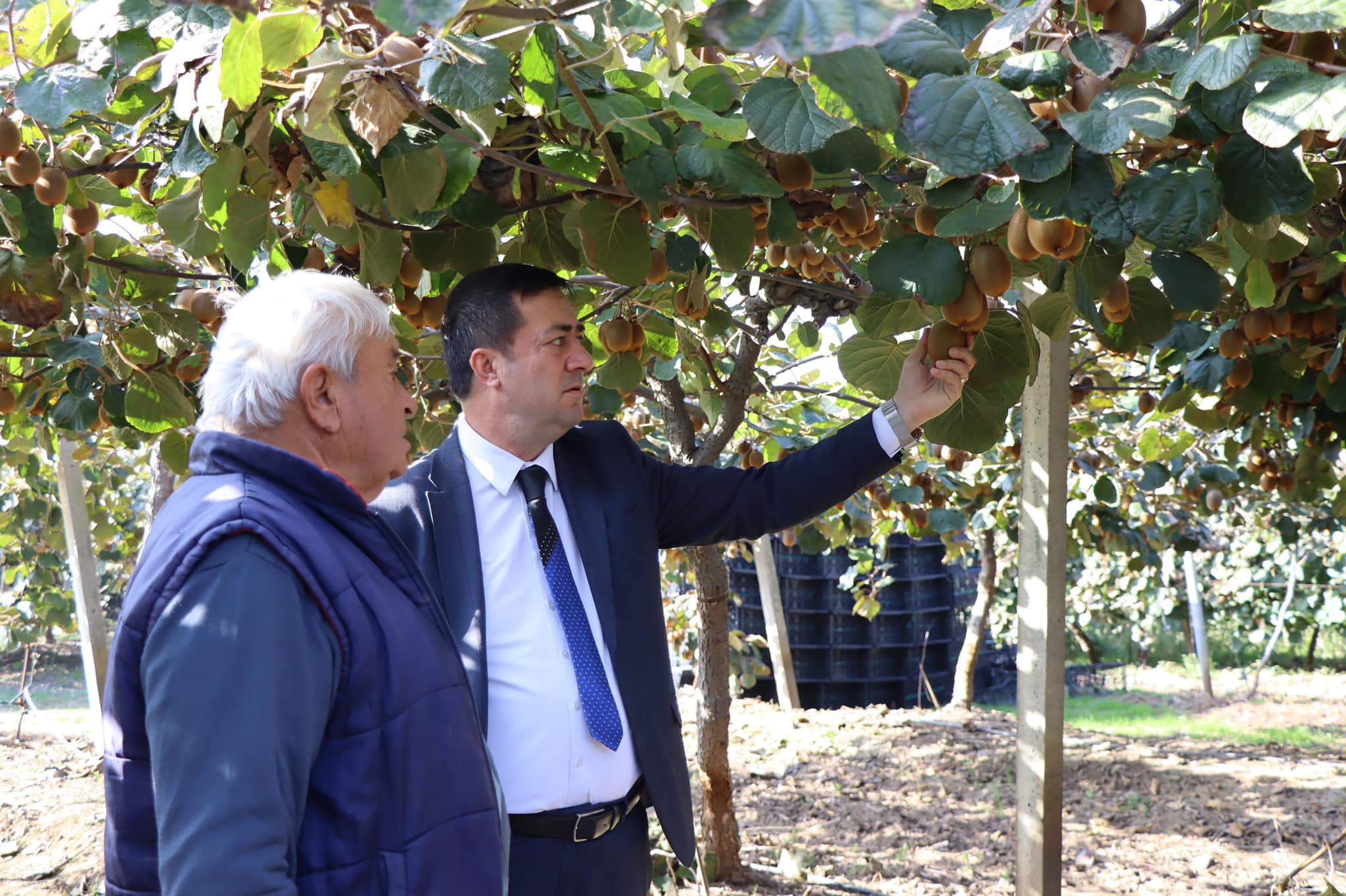 SUBAŞI KİVİ FESTİVALİ 7 EKİM’DE