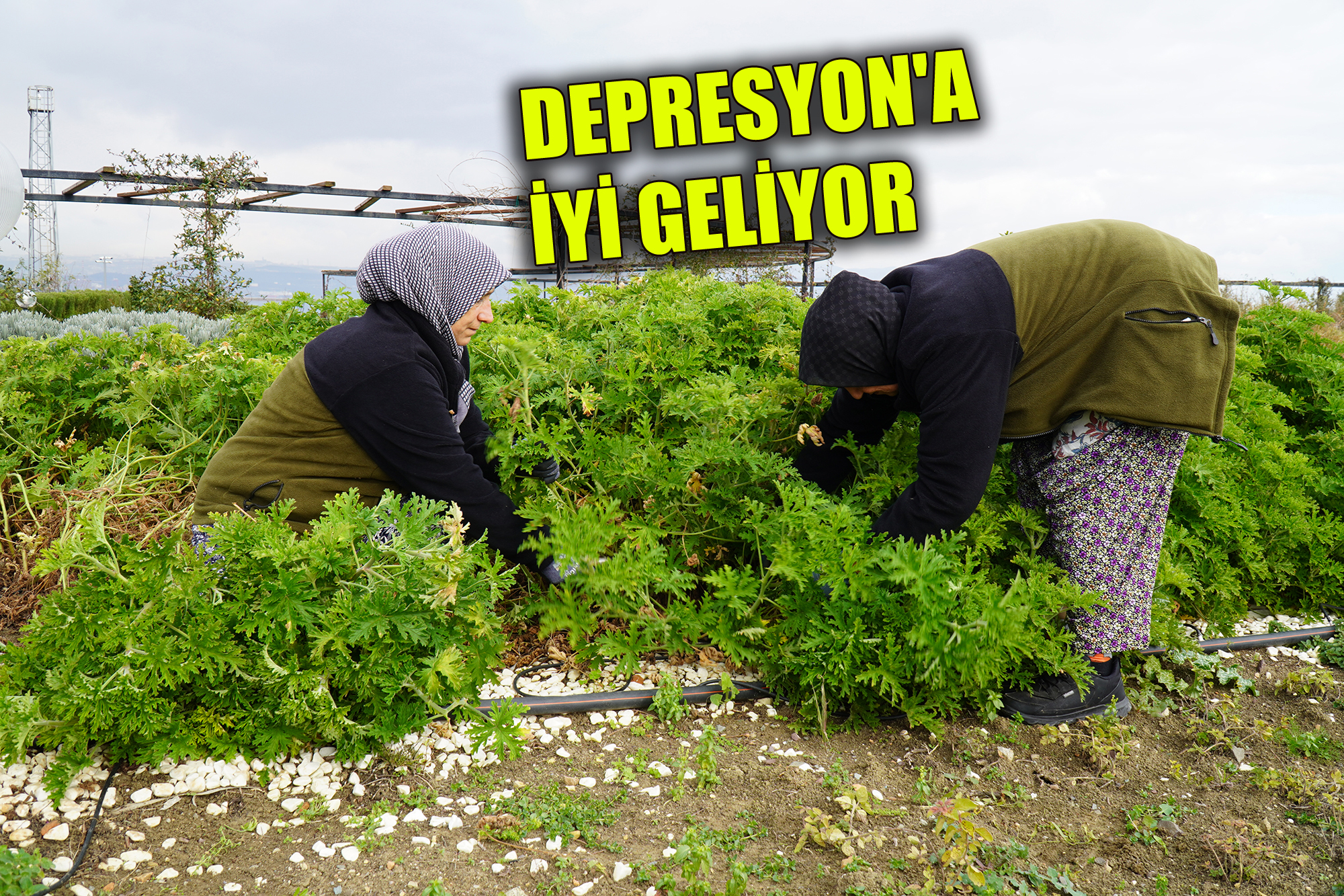 ALTINOVA’DA ‘ŞİFA HASADI’ BAŞLADI