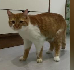 KEDİNİN MİDESİNDEN SAÇ TOKASI ÇIKARILDI