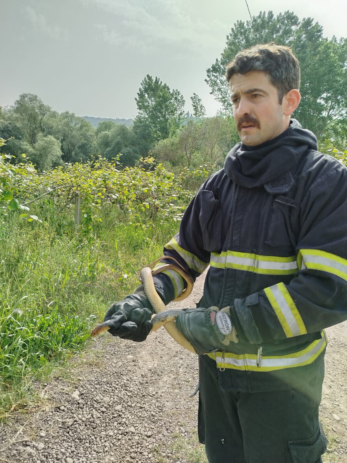 ALTINOVA’DA YILAN OPERASYONU!