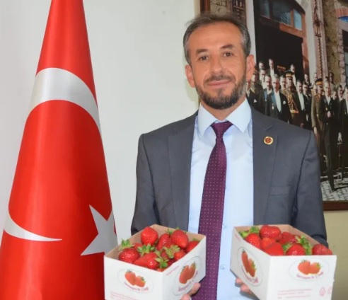 SERMAYECİK ÇİLEĞİNDE HASAT BAŞLADI