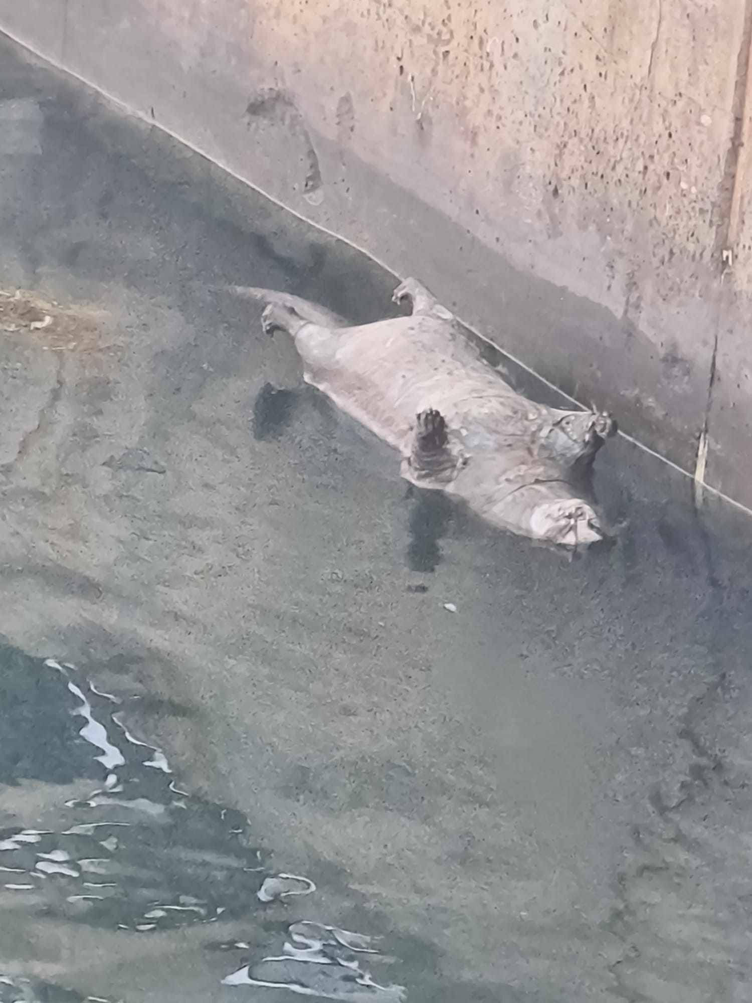 ALTINOVA DENİZİNDE ÖLÜ SU SAMURU TESPİT EDİLDİ