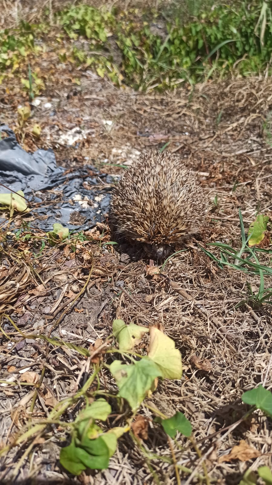 ZABITA EKİPLERİ KİRPİYİ BOĞULMAKTAN KURTARDI