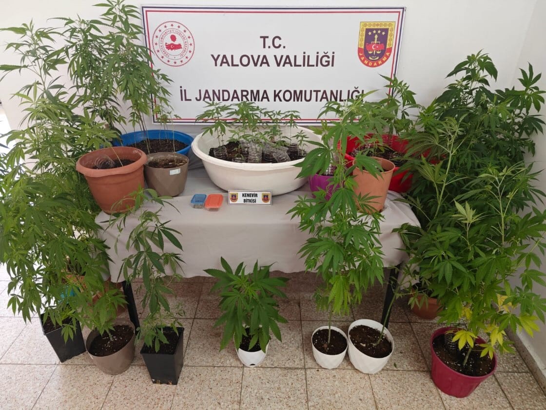 EVİNİN TERSINDA KENEVİR YETİŞTİREN ŞÜPHELİ YAKALANDI!