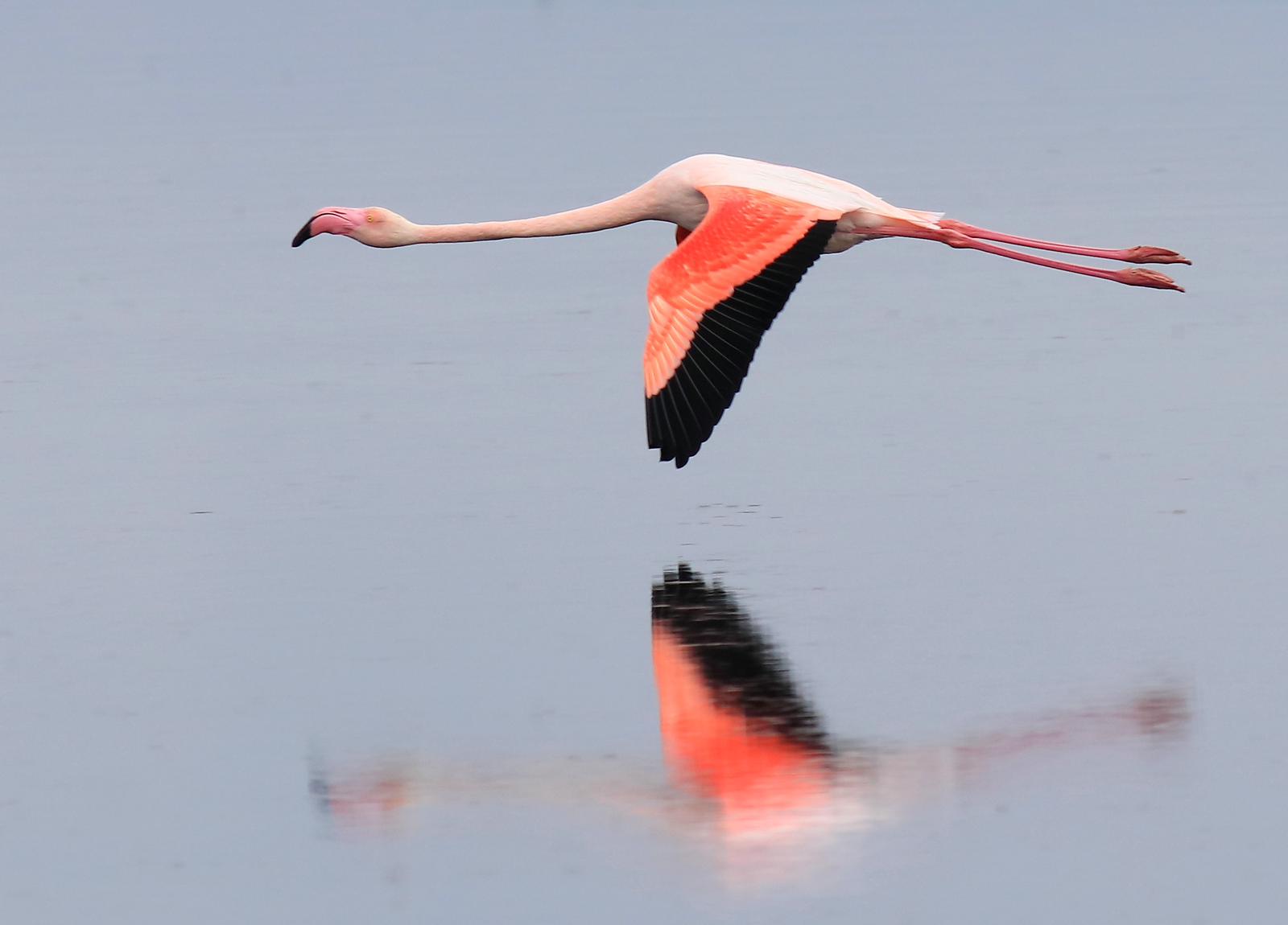 FLAMİNGOLAR HERSEK LAGÜNÜNDE