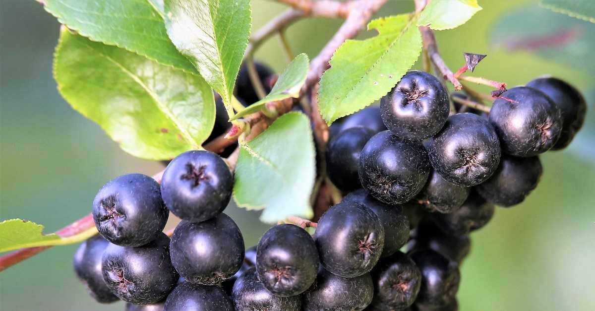 ARONYA FESTİVALİ DOPDOLU GEÇECEK