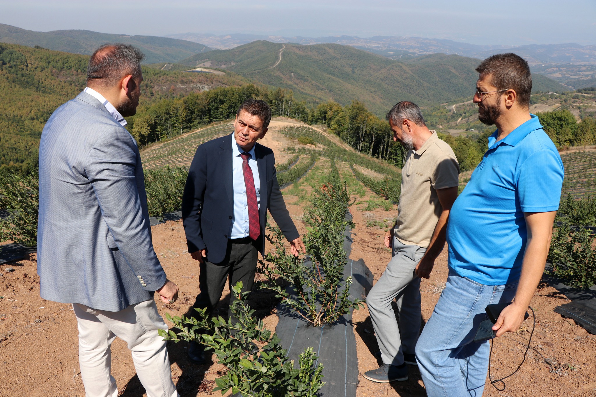 ALTINOVA’DA YABAN MERSİNİ ÜRETİMİ ARTIYOR