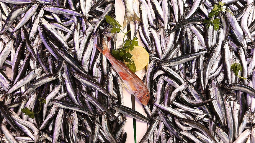 ÇANDIR, YALOVA’DAKİ BALIK FİYATLARINA İSYAN EDEREK,’YALOVA’DA BALIK MI YOK, BALIKÇI MI YOK?’