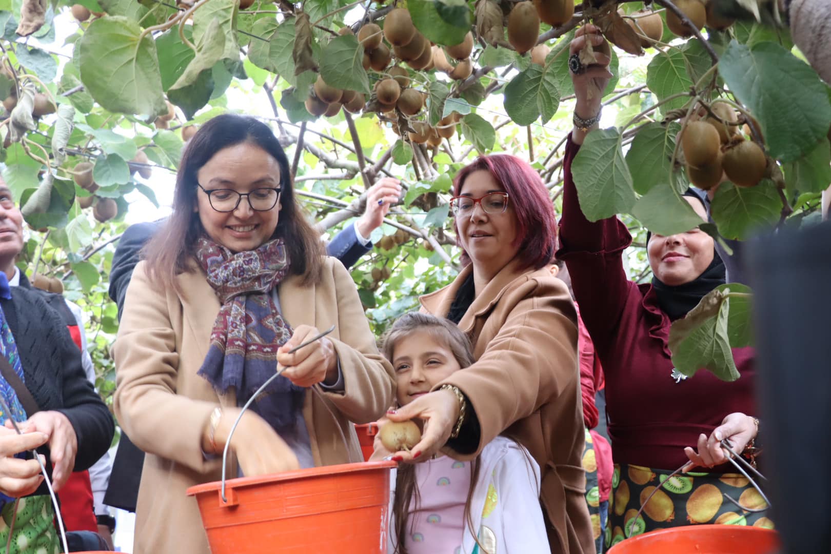 SUBAŞI’NDA KİVİ HASADI GERÇEKLEŞTİRİLDİ