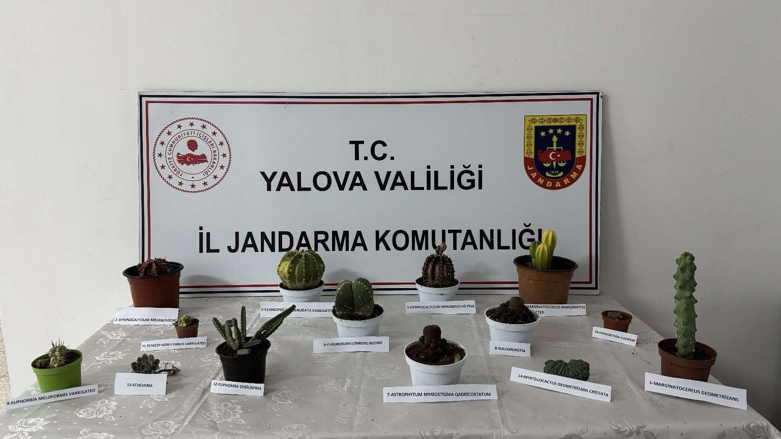 YALOVA’DA 60 BİN LİRA DEĞERİNDEKİ 14 KAKTÜSÜ ÇALAN ZANLI YAKALANDI