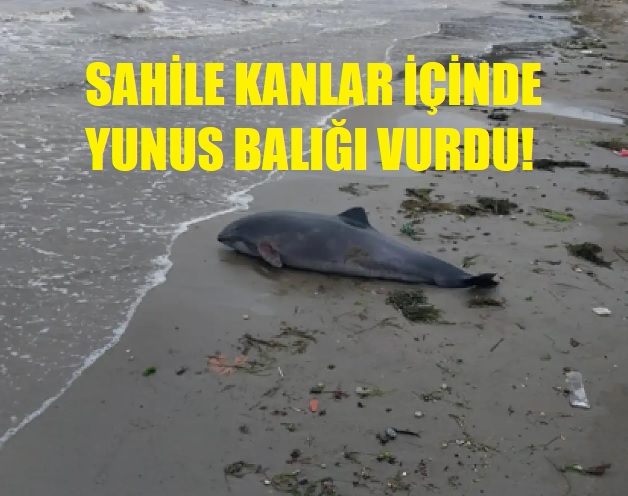 KARAMÜRSEL SAHİLİNDE BULUNDU!