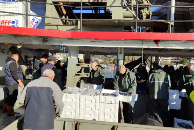 TONLARCA HAMSİ, YALOVA’DAN KARAYA ÇIKTI