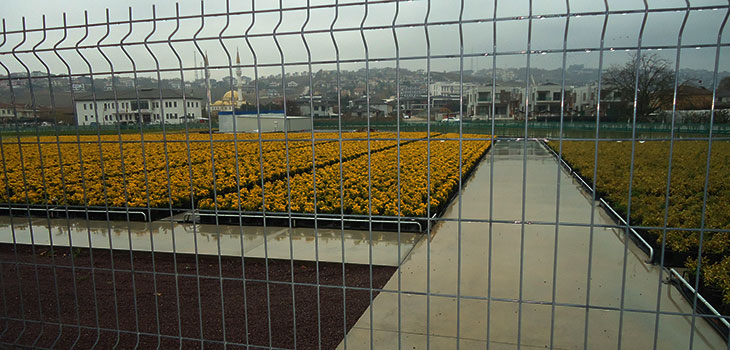 TERMAL YOLUNDA ÇİÇEK ÜRETİMİ BAŞLADI