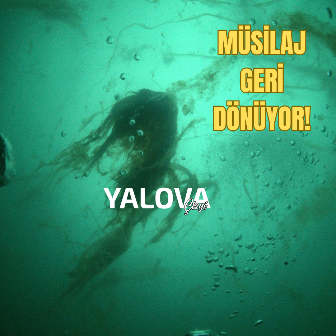 7 HAFTA İÇİNDE MARMARA DENİZİNE YAYILDI!