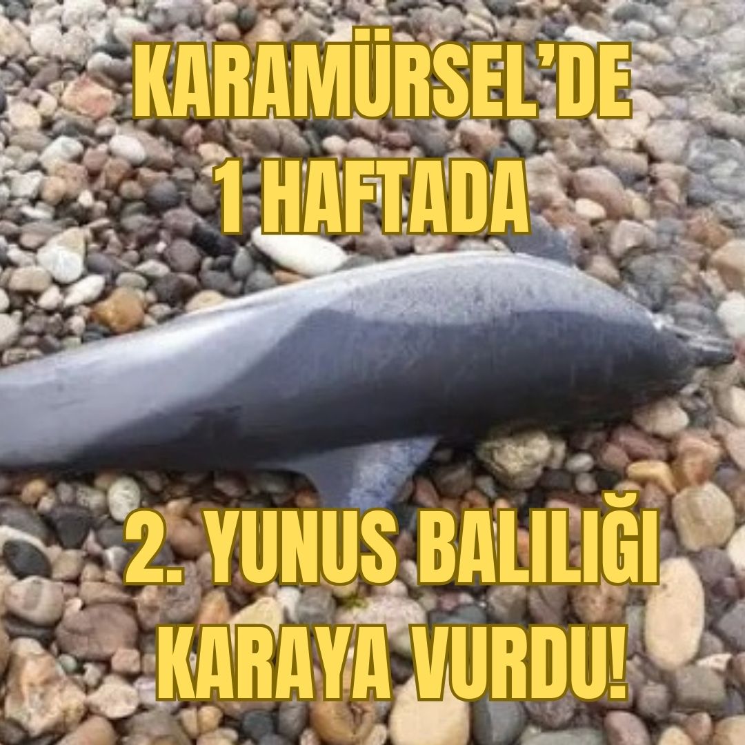 ÇEVRESEL FAKTÖRLER SÖZ KONUSU MU?