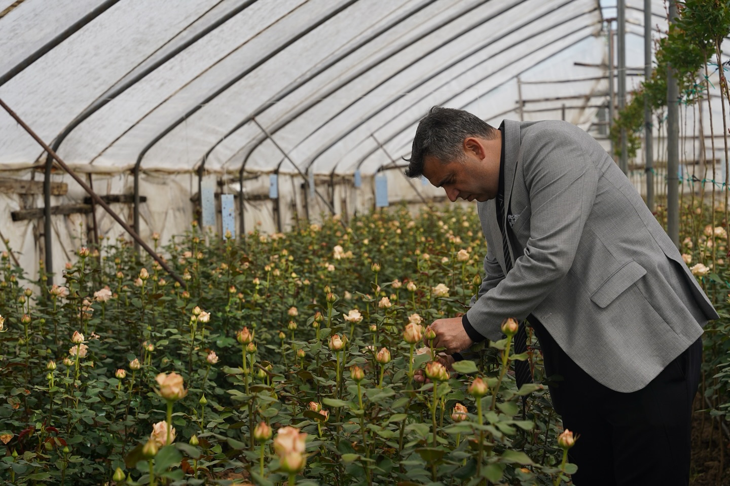 KADIKÖY’DE KESME GÜL SEZONU BAŞLADI