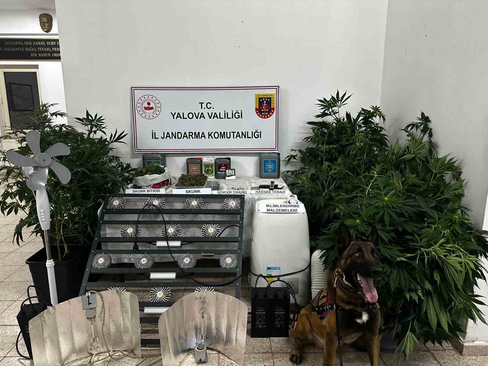Evinde uyuşturucu yetiştiren şüpheli tutuklandı!