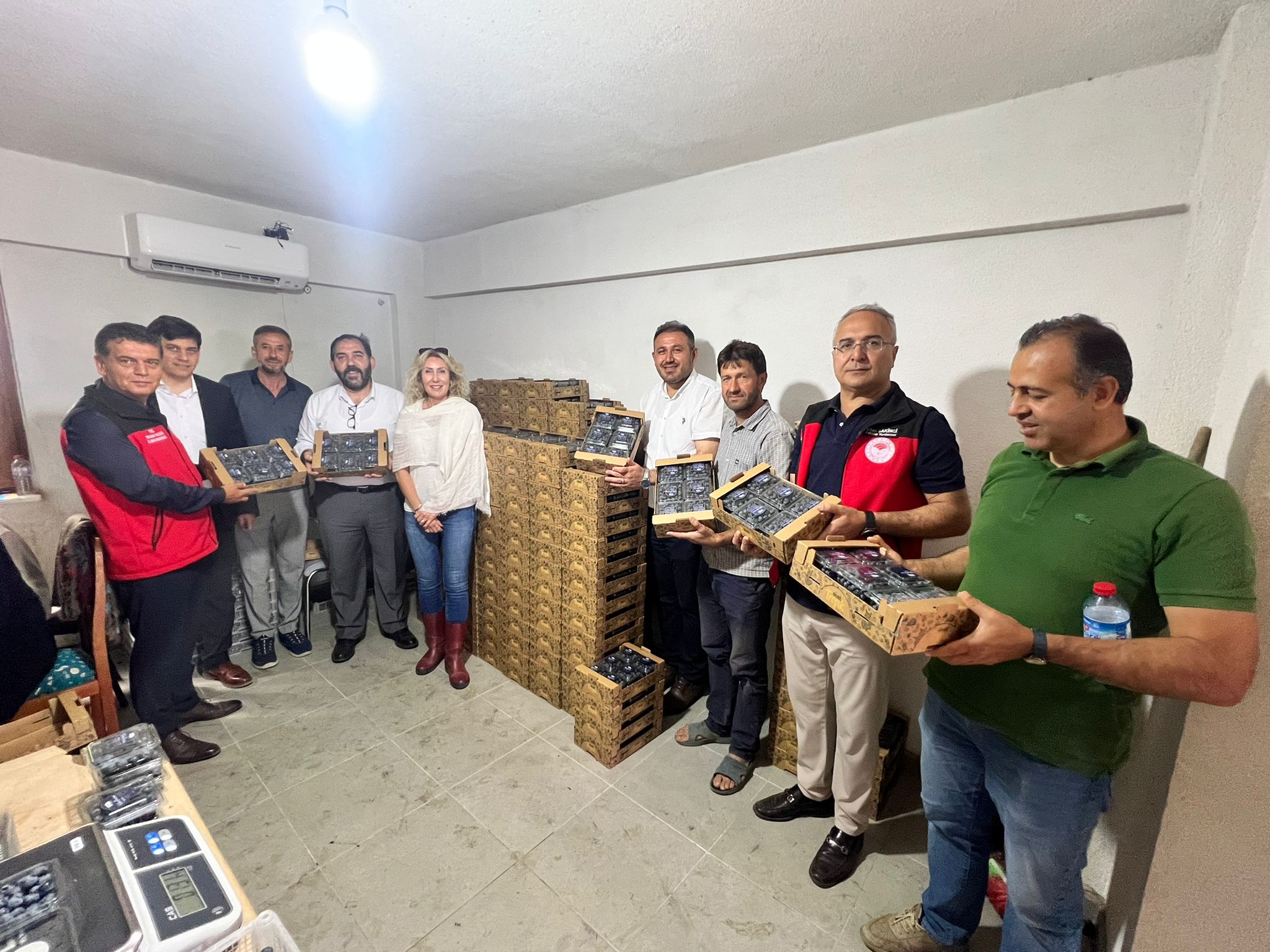 SERMAYECİK’TE MAVİ YEMİŞ HASADI YAPILDI