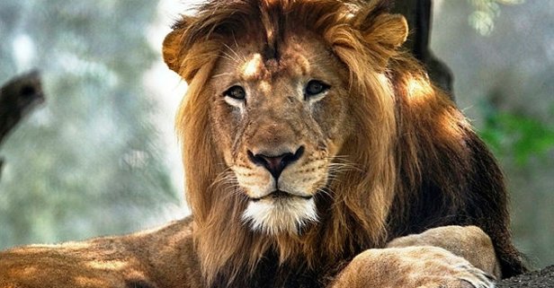 ÜNLÜ İŞ İNSANINI ASLANLAR YEDİ!