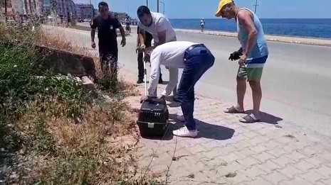 ÇINARCIK’TA YARALI SU SAMURU BULUNDU