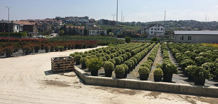 KADIKÖY, ÇİÇEK SERALARIYLA GÜZELLEŞTİ