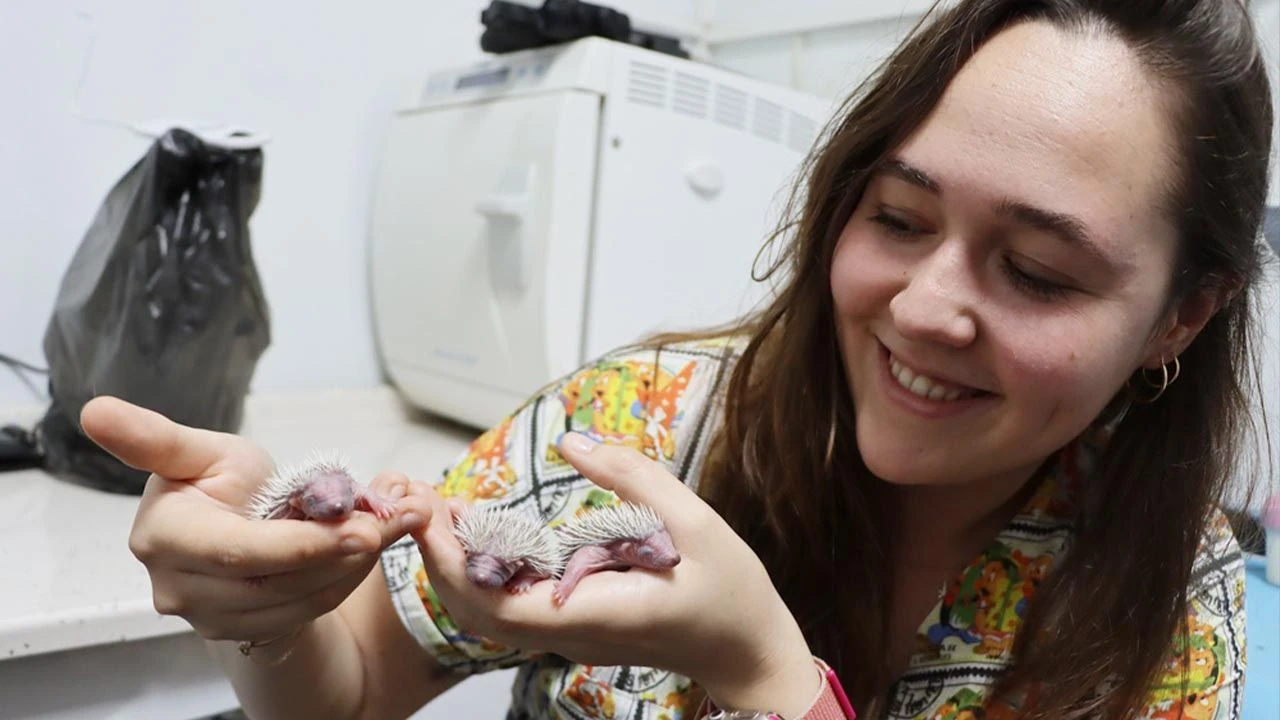 ANNESİZ 3 YAVRU KİRPİ ÖZEL OLARAK BAKILIYOR