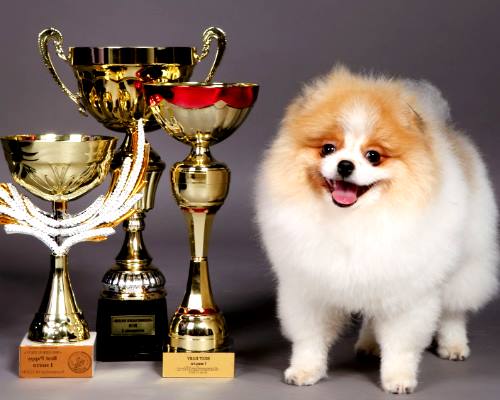 KÖPEK GÜZELLİK YARIŞMASI, ÇİFTLİKKÖY’DE BAŞLIYOR