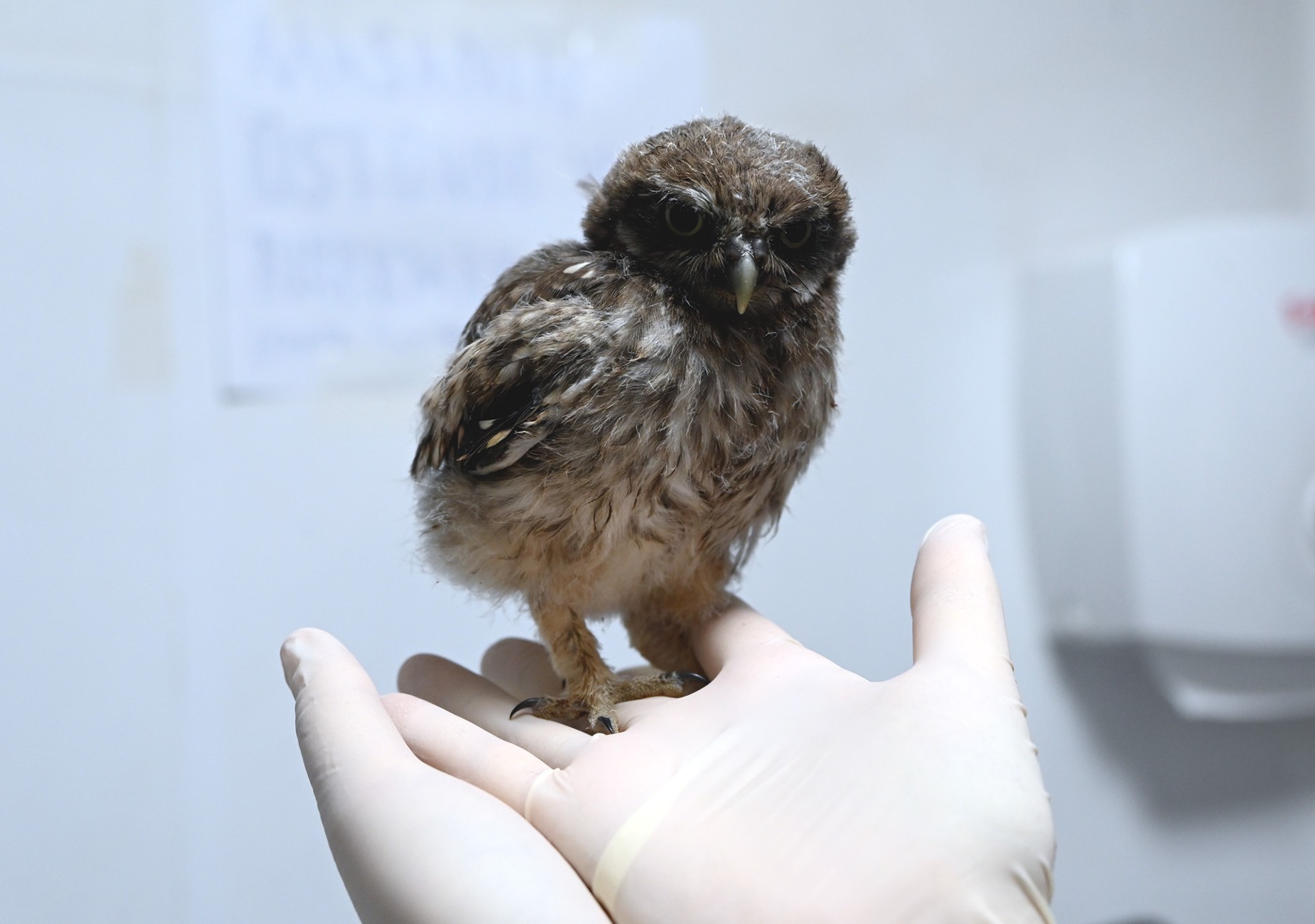 ‘ALİŞ’ İSİMLİ YAVRU BAYKUŞ KISA SÜREDE BİRİMİN MASKOTU OLDU