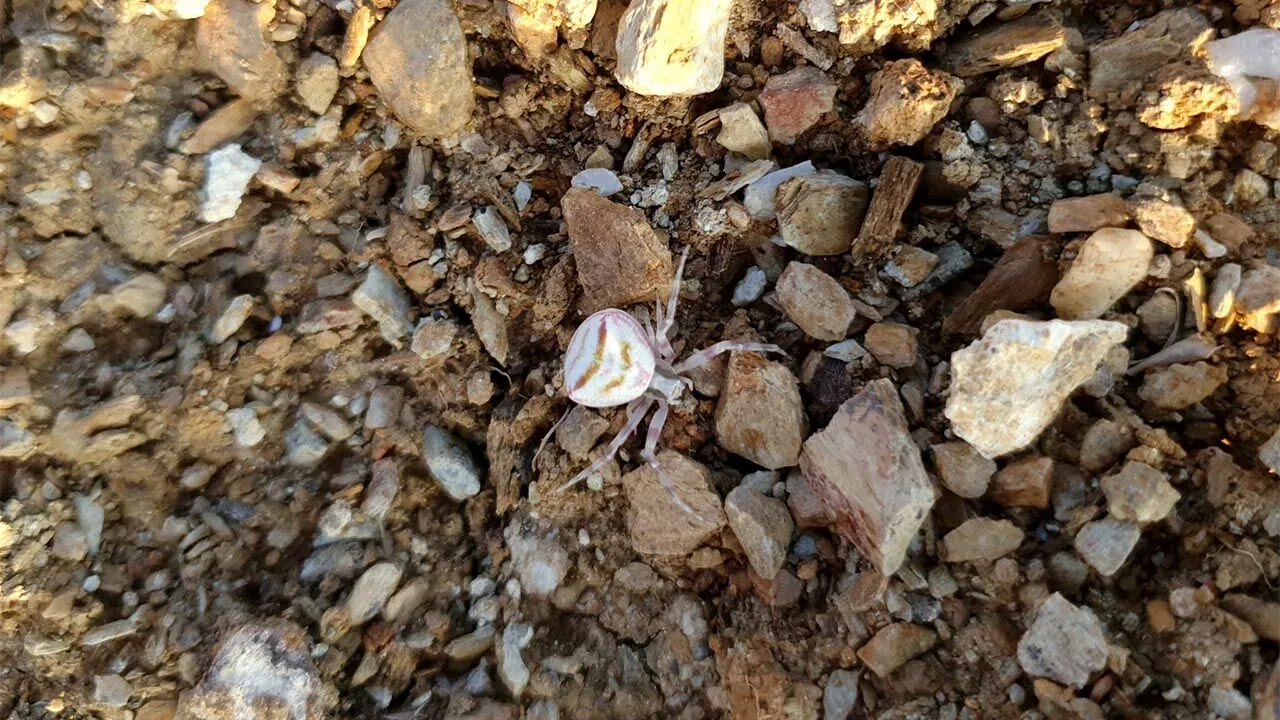 YALOVA’DA “İNSAN YÜZLÜ ÖRÜMCEK” PANİĞİ.. SOSYAL MEDYADA GÜNDEM OLDU!