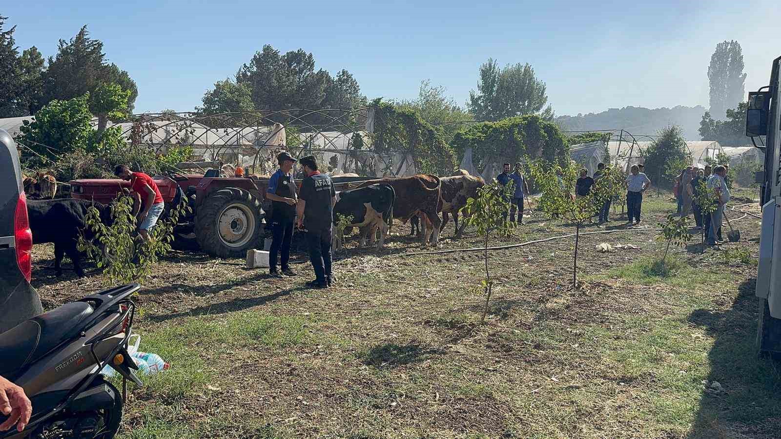YALOVA’DA HAYVANLAR ALEVLERDEN SON ANDA KURTARILDI!