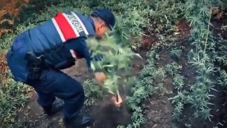 VİDEO HABER: ALTINOVA’DA JANDARMADAN UYUŞTURUCU OPERASYONU: 3 GÖZALTI