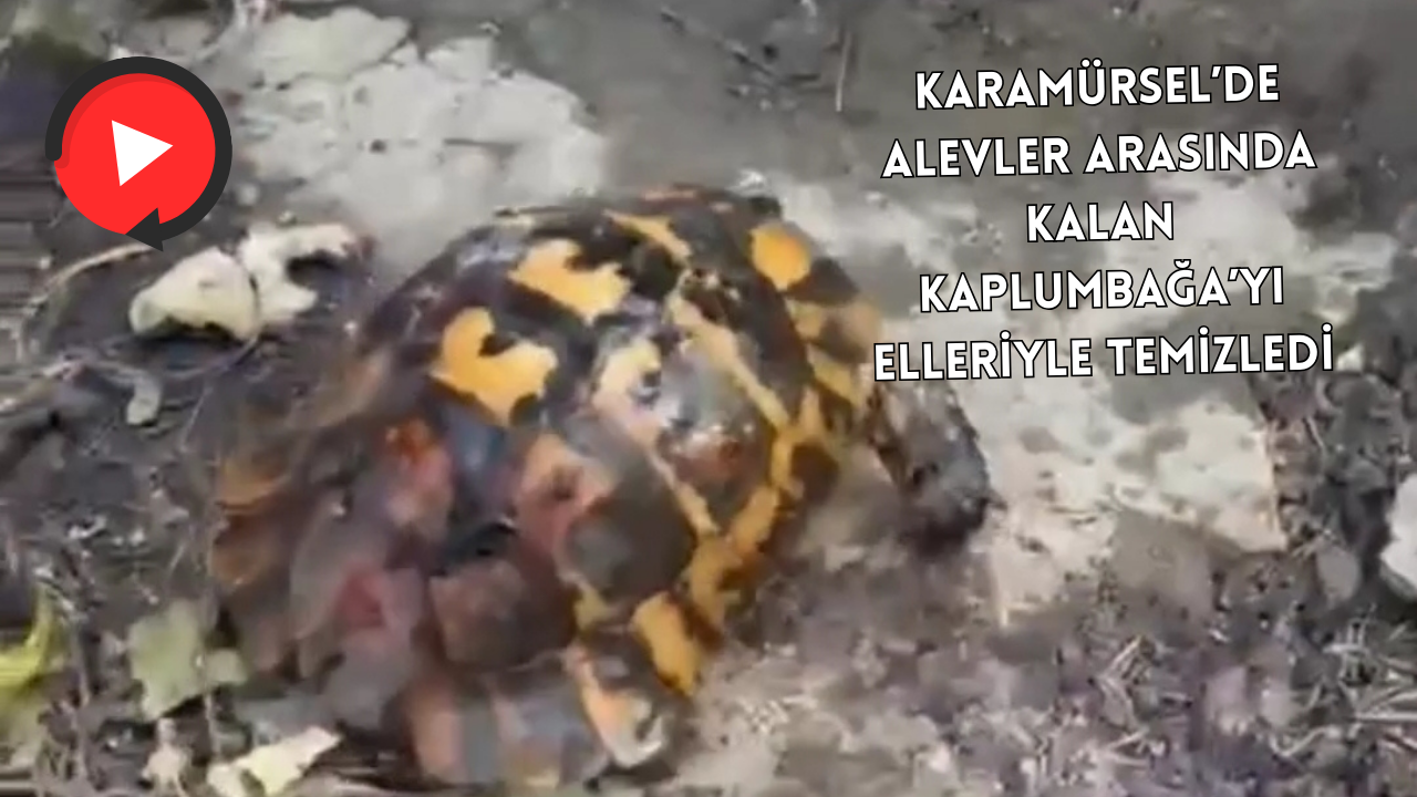 VİDEO HABER: KARAMÜRSEL’DE YANGINDAN KURTARILAN KAPLUMBAĞAYA SU İÇİRDİLER